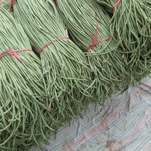 菏泽绿翡翠长豆角  大量供应