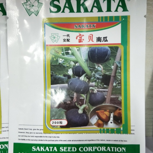 寿光市贝贝南瓜种子  日本坂田，宝贝南瓜种子