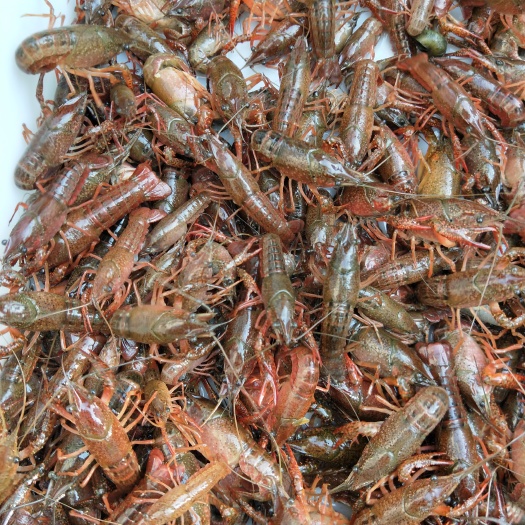 监利市小龙虾苗