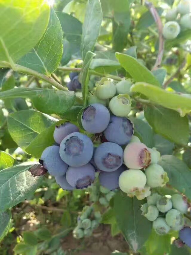 蓝丰蓝莓 10 - 12mm以上 鲜果