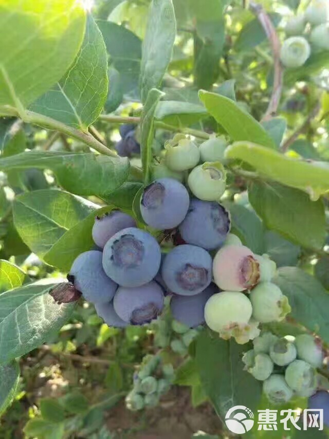 蓝丰蓝莓 10 - 12mm以上 鲜果