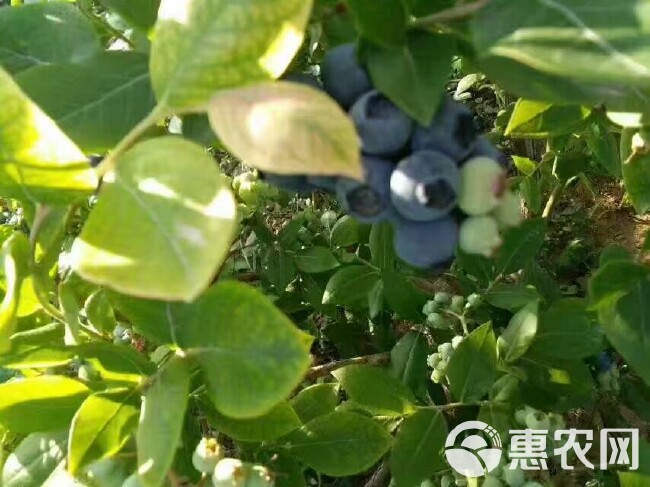 蓝丰蓝莓 10 - 12mm以上 鲜果