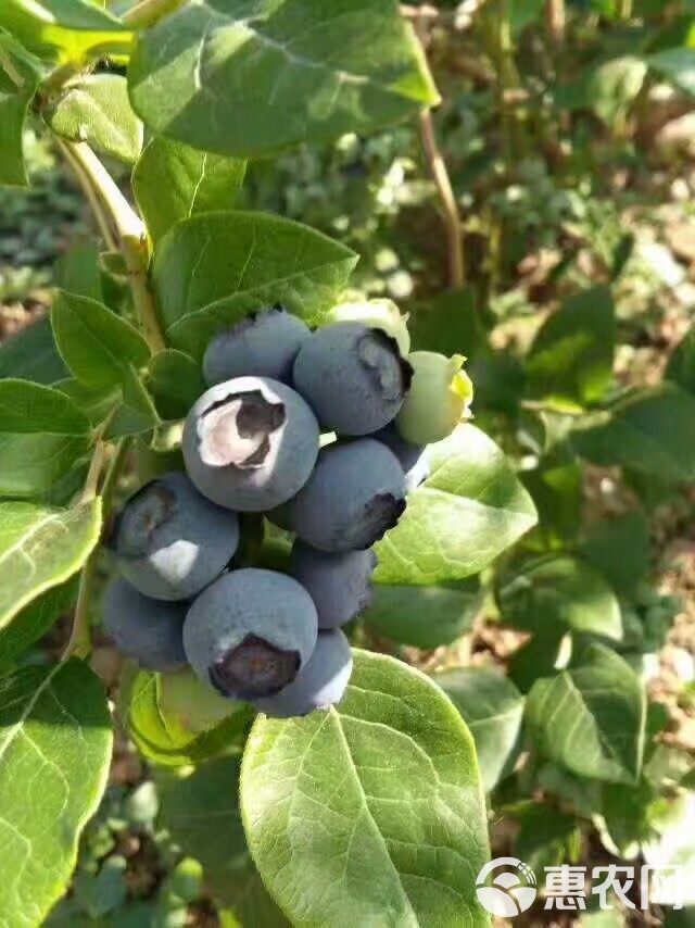 蓝丰蓝莓 10 - 12mm以上 鲜果