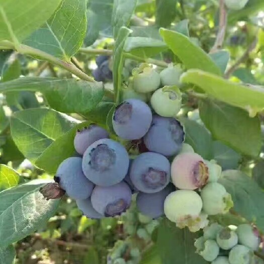 蓝丰蓝莓 10 - 12mm以上 鲜果