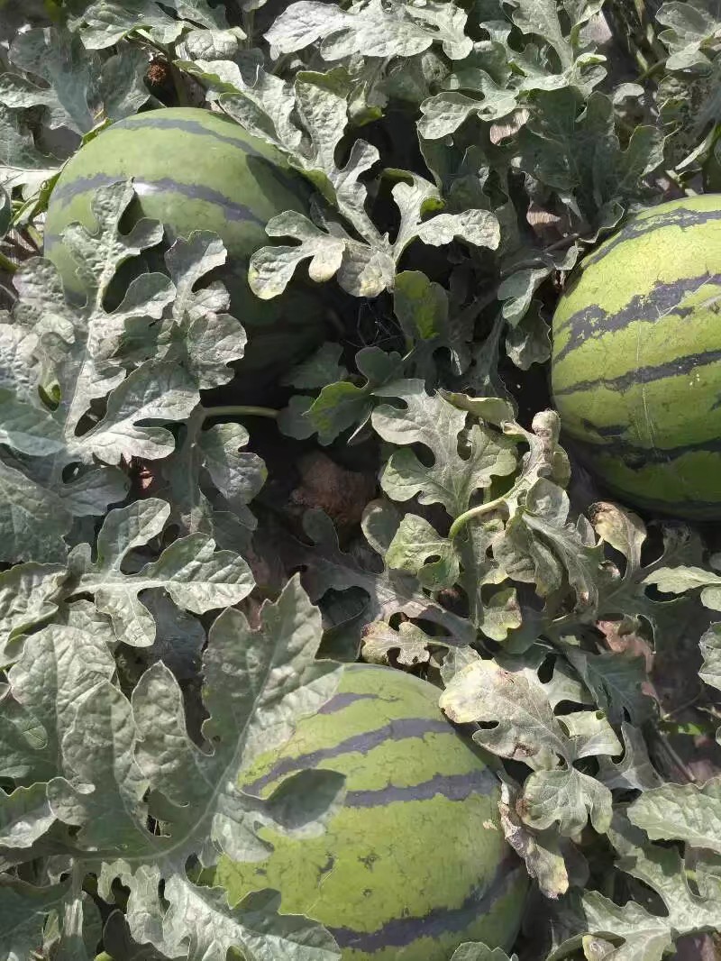 安徽西瓜，砀山西瓜，河南西瓜，开封西瓜，通许西瓜