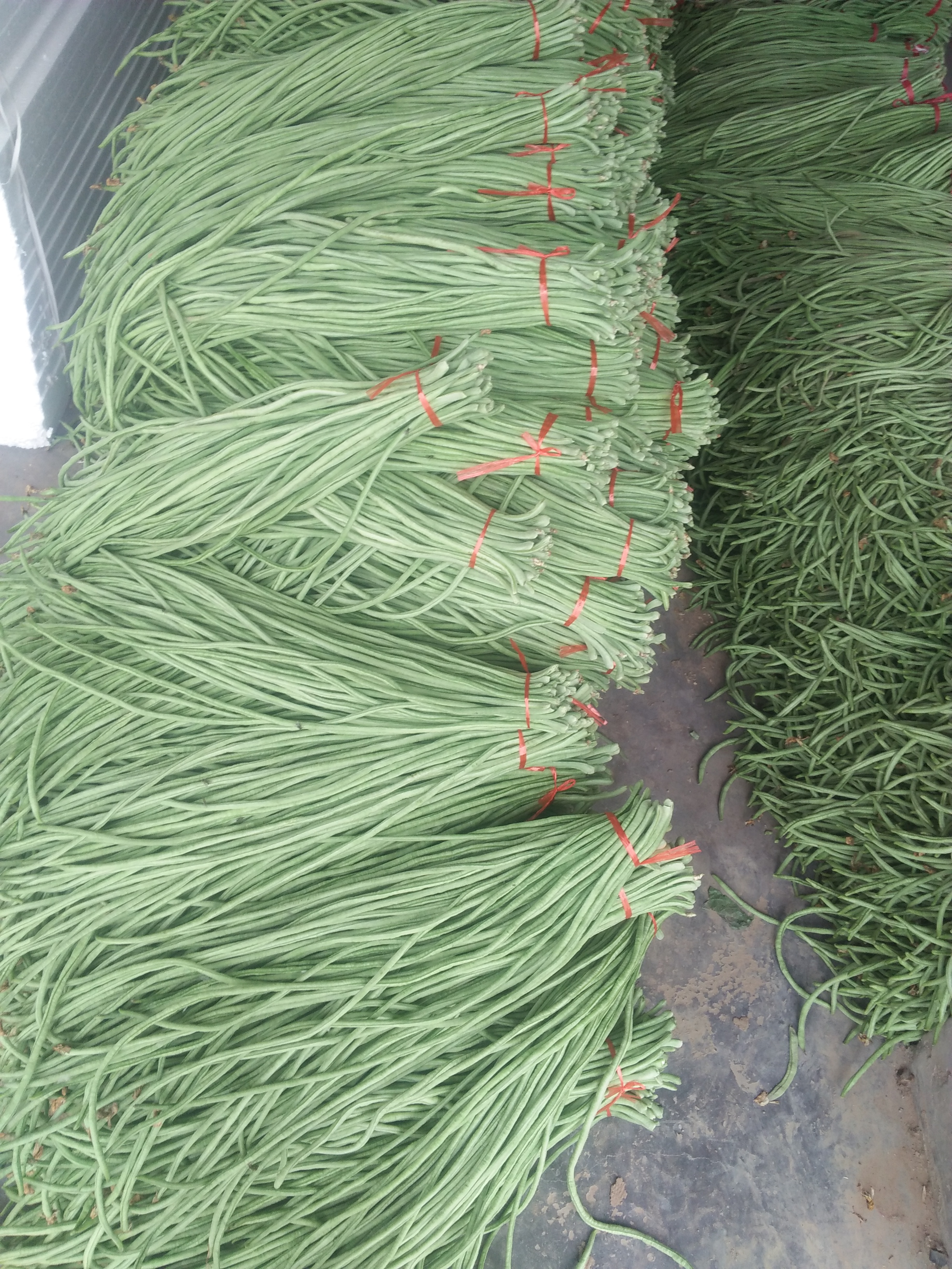 绿翡翠长豆角  大量供应