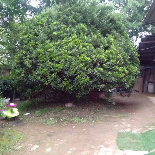 沭阳县小叶冬青