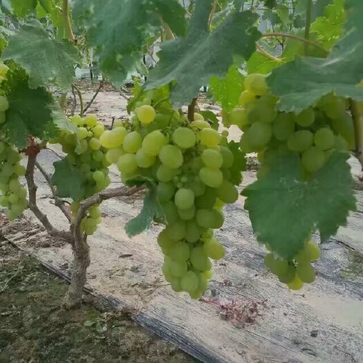 单县维多利亚葡萄 1.5- 2斤 5%以下 1次果