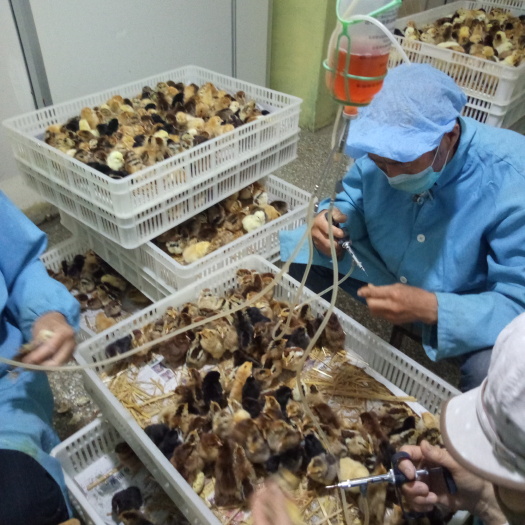 德州土鸡苗