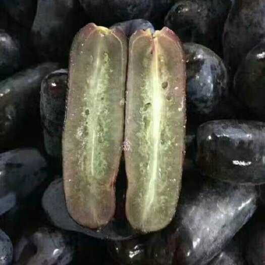 兴城市蓝宝石葡萄苗  甜蜜蓝宝石
