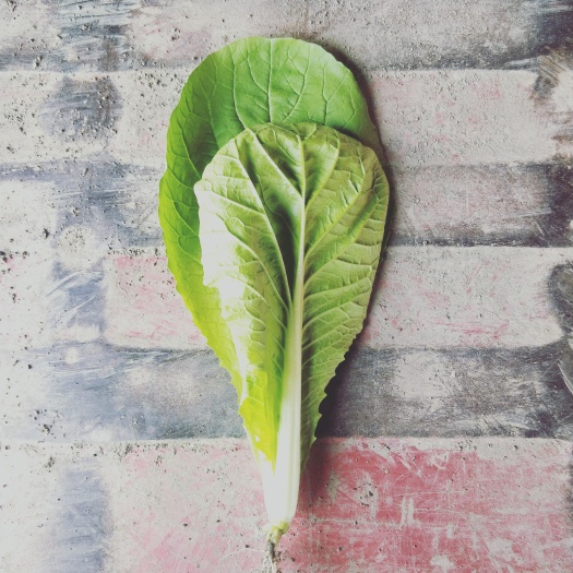 成都欣皇小白菜 8 ~10公分 