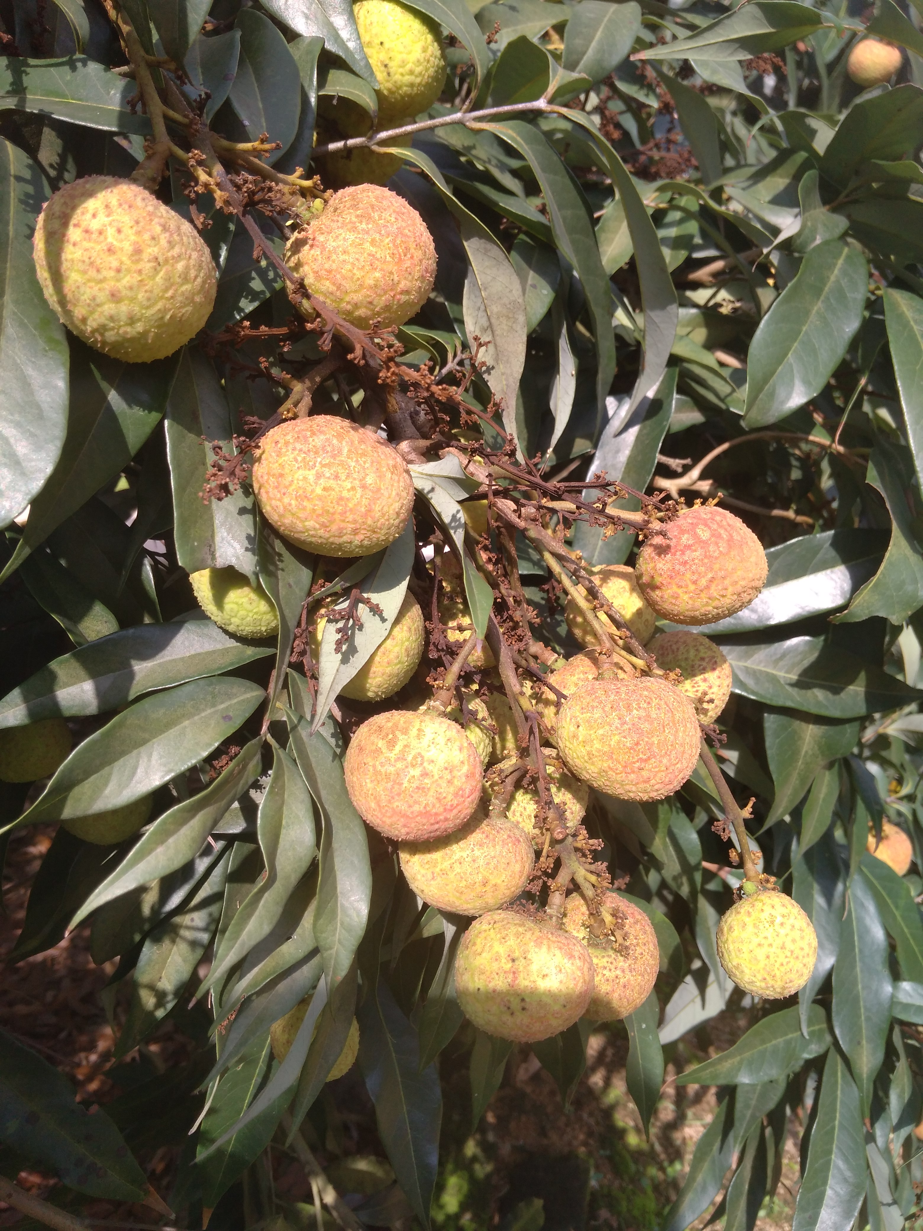 我刚发布了新供应[六月红荔枝 2cm],想要货的可以找我咨询!