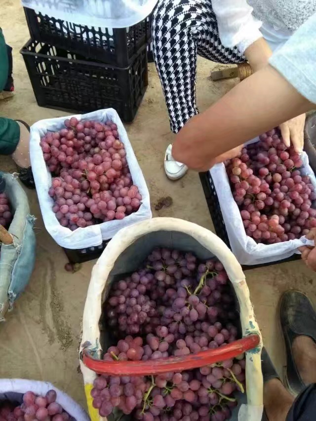  陕西红提葡萄批发，陕西大荔红提葡萄产地直发。