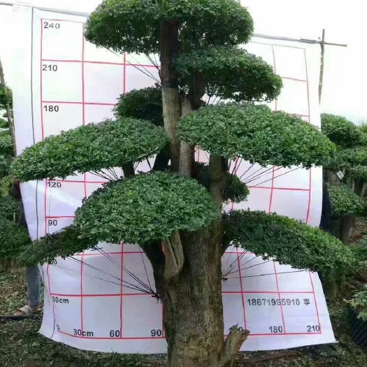 京山市对节白蜡 2.5~3米