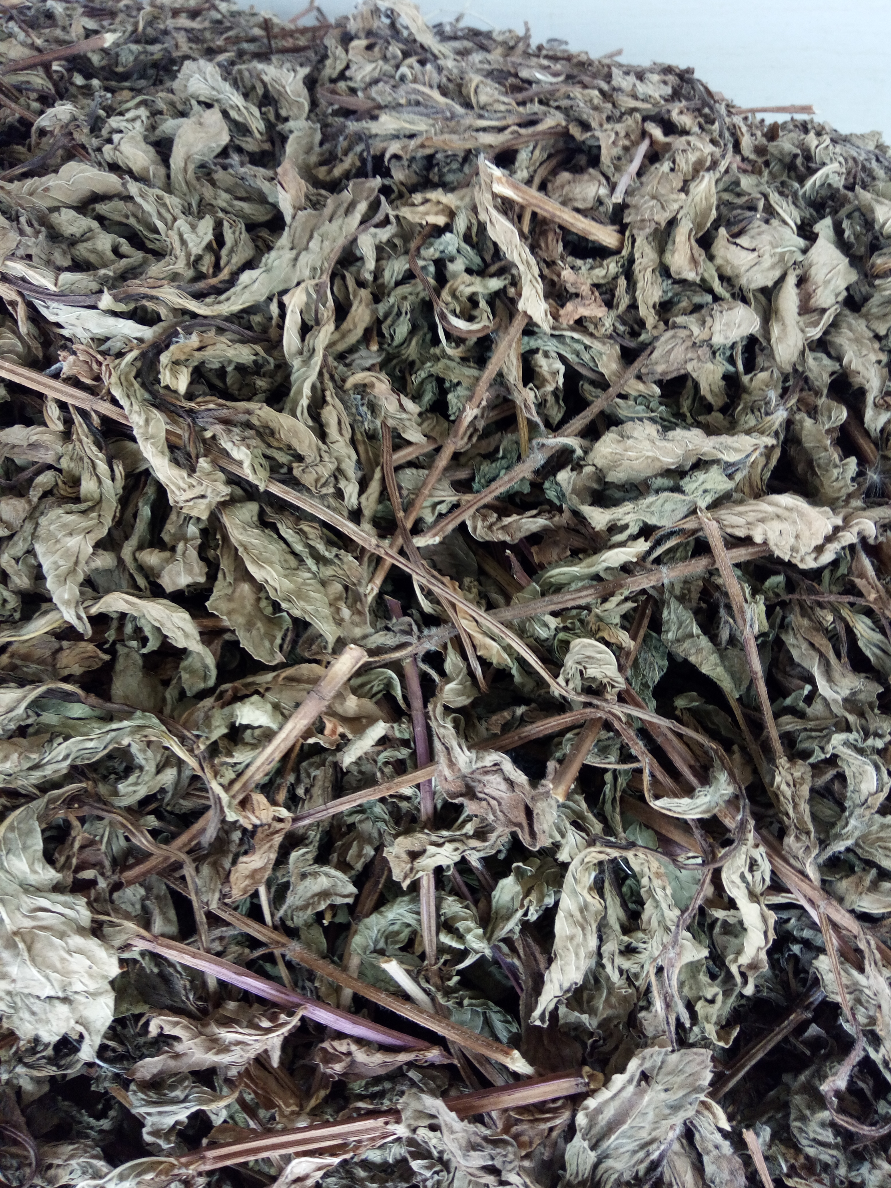  薄荷