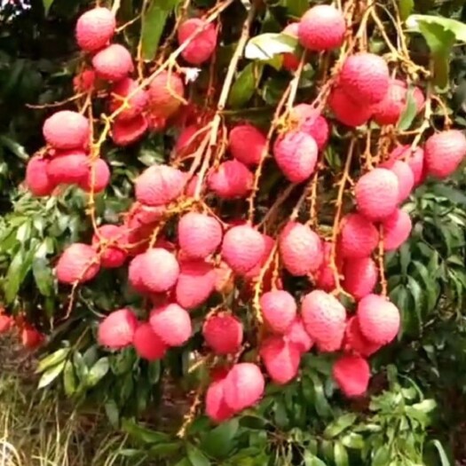 灵山县桂味荔枝苗