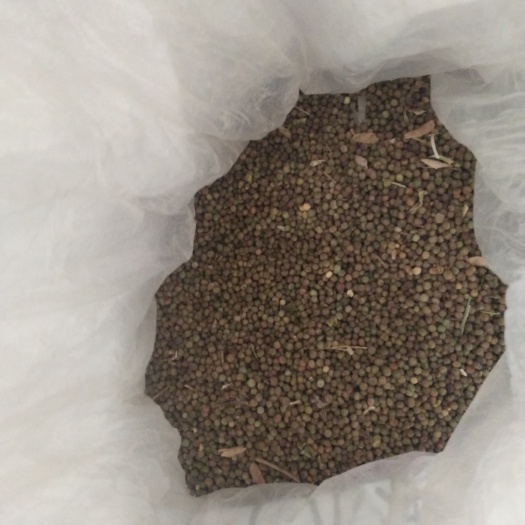 东海县麻豌豆 5-7cm