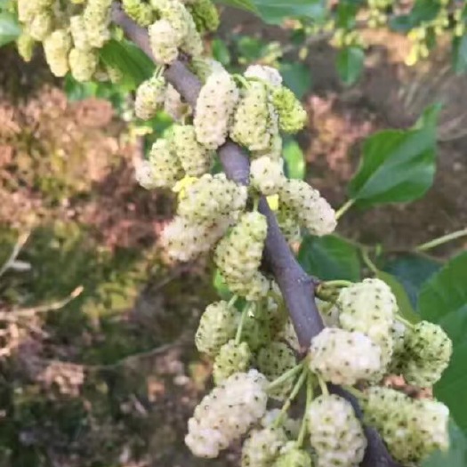 海宁市大白珍珠果桑苗 