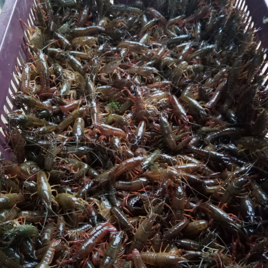 洪湖市 洪湖优质虾苗，欢迎联系