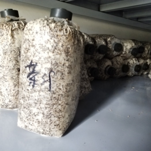武汉平菇菌种 其他菌种