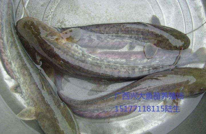 杂交鲫鱼 人工养殖 0.1公斤 