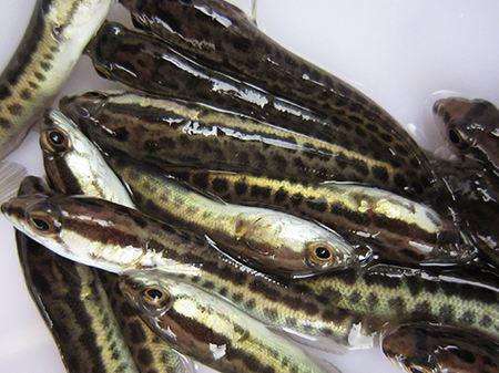 杂交鲫鱼 人工养殖 0.1公斤 