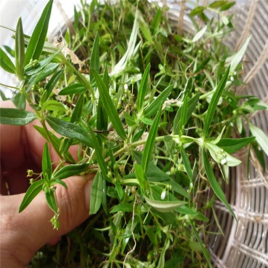 蛇舌草 