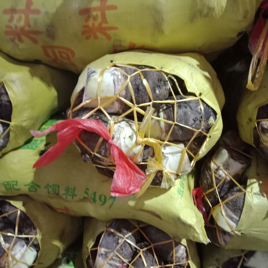 广州粉芋头 6cm以上