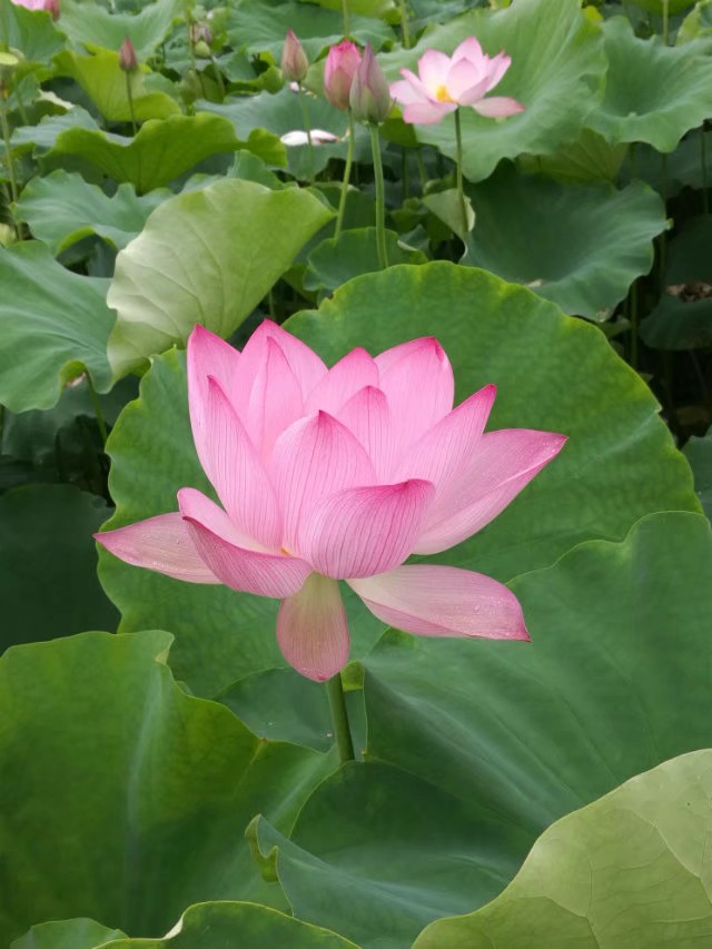 合作社产地直销，草莲，鲜莲子，水果莲蓬