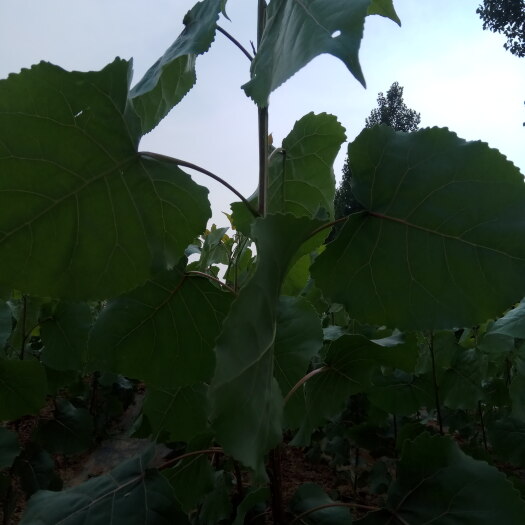邹城市杨树种子