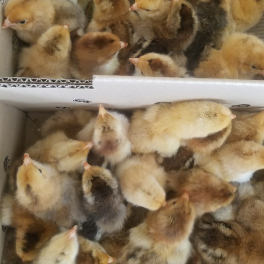 南宁K9麻黄鸡苗 统货