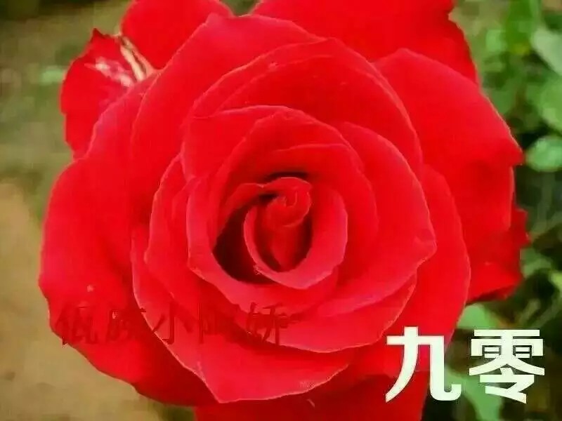 大花月季  云南月季苗 适用于盆栽种植，园林绿化工程基地批发