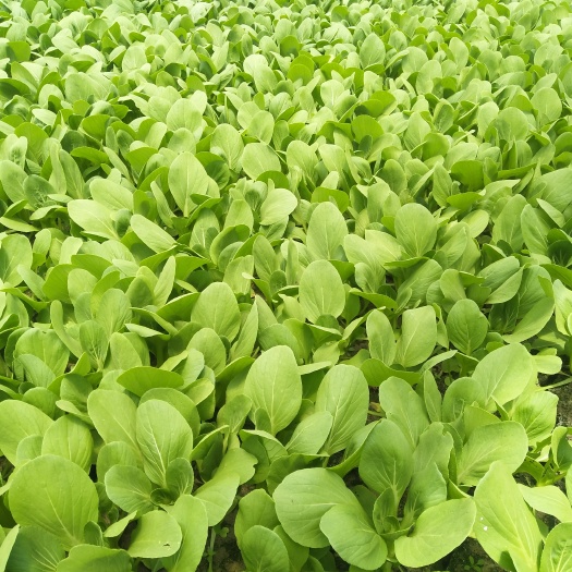 南通小青菜 10~15公分