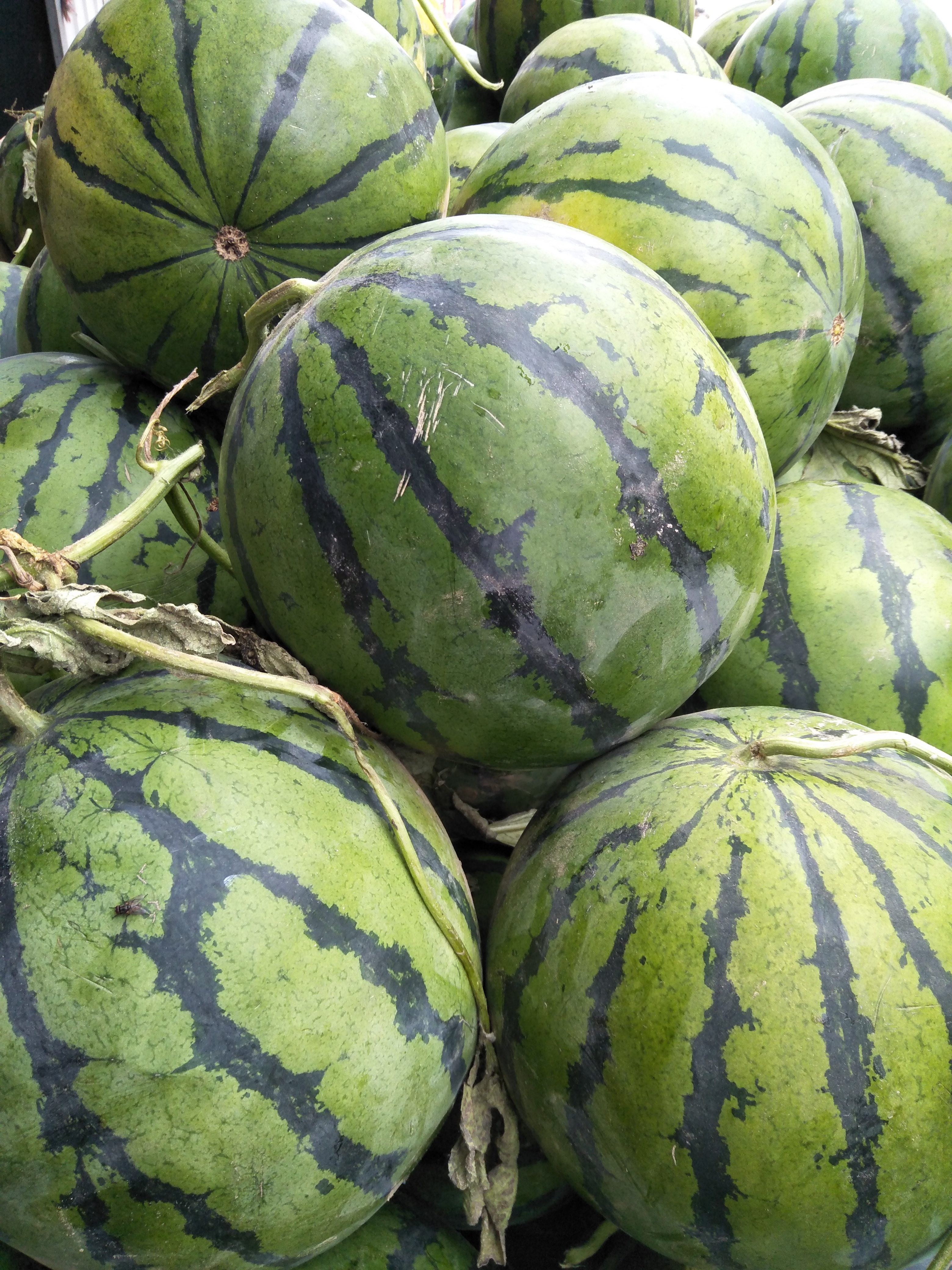 京欣西瓜 有籽 1茬 9成熟 8斤打底