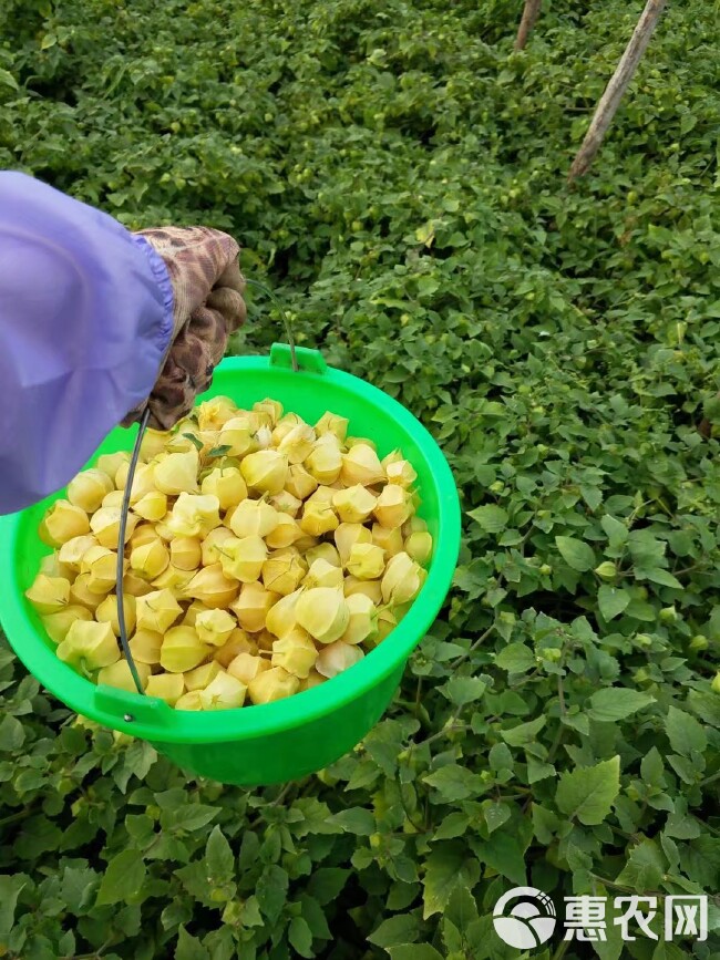 菇娘 黄菇茑，甜菇茑