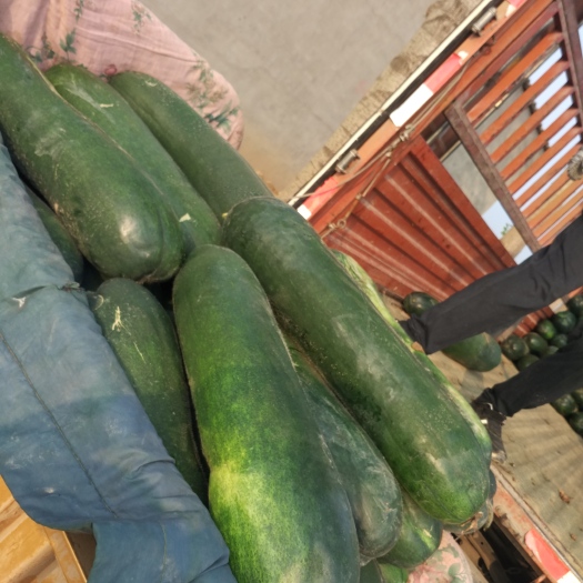 保定吊冬瓜 
