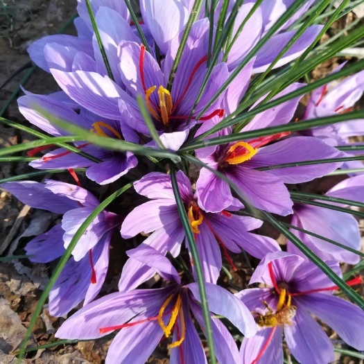 定远县藏红花苗 特级藏红花丝