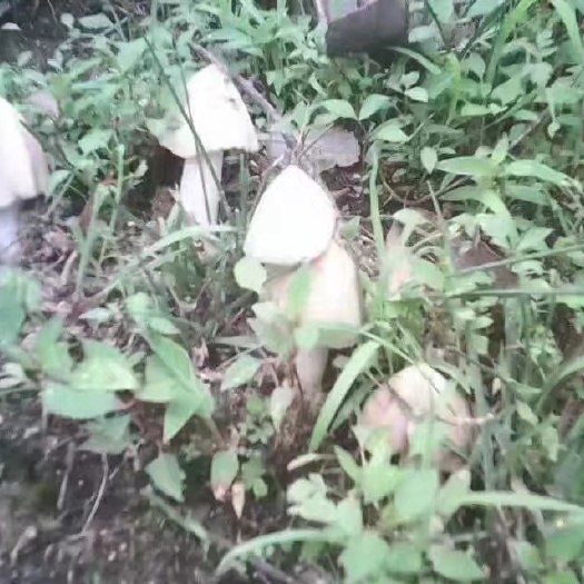盐源县鸡枞菌