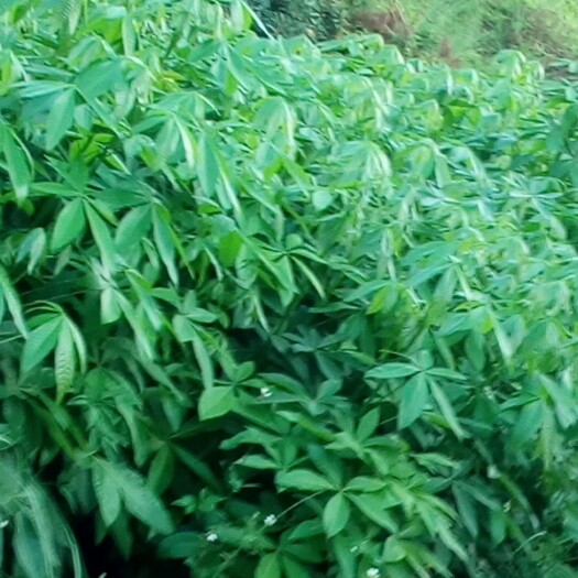 灵山县独杆发财树