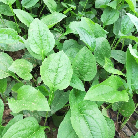 青州市紫花野菊