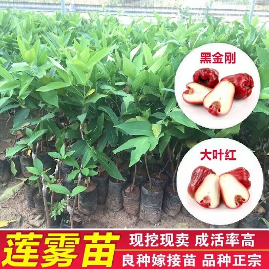 灵山县黑金刚莲雾苗    大叶红