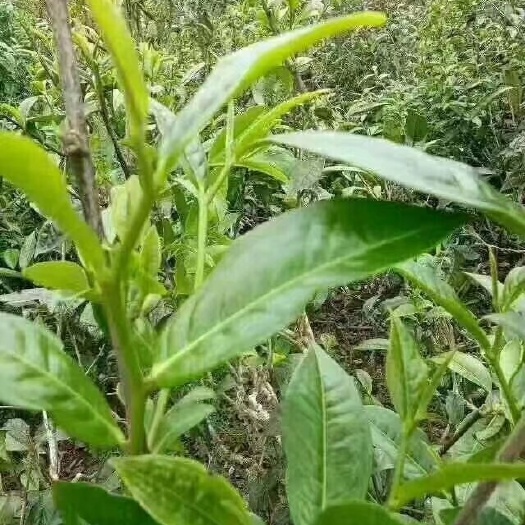 镇康县茶青 袋装 特级