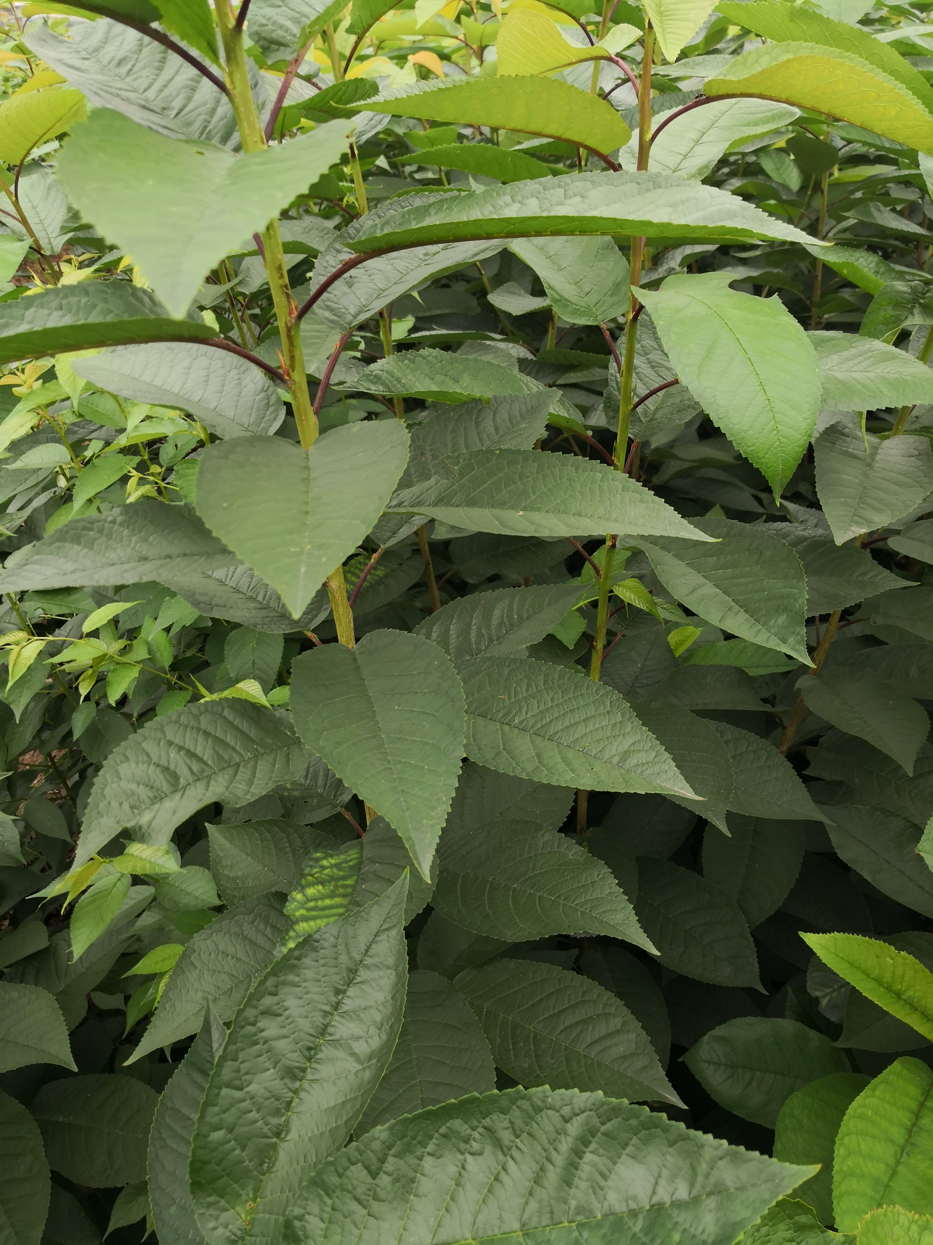 为保证嫁接苗质量亲自到朋友果园采大樱桃枝条