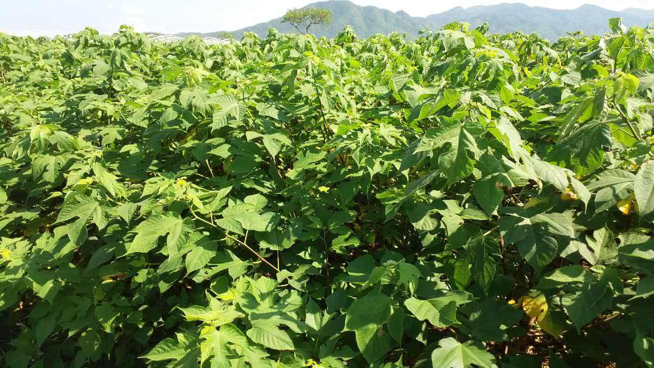 构树苗  构树，构树绿化苗木