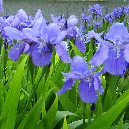 沭阳县蓝花鸢尾黄花鸢尾