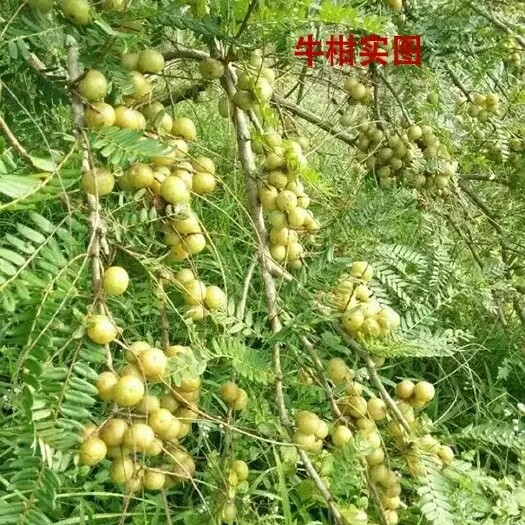 灵山县余甘果苗 0.5~1米 