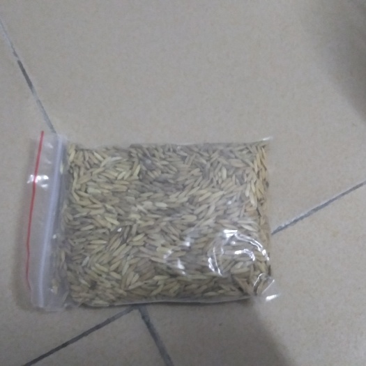 芦溪县杂交稻 晚稻