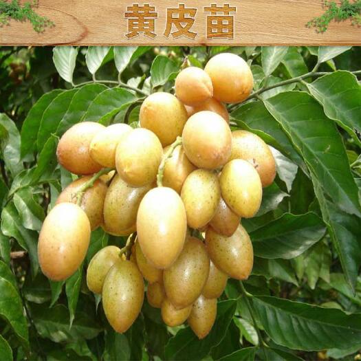 灵山县甜黄皮苗