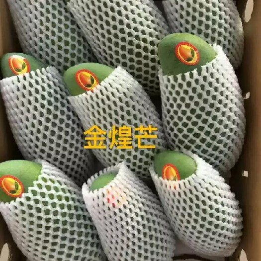 百色金煌芒 6两以上
