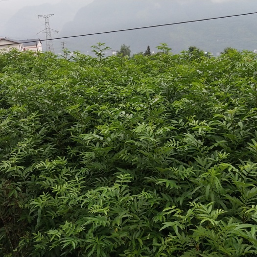 雷波县九叶青花椒苗 